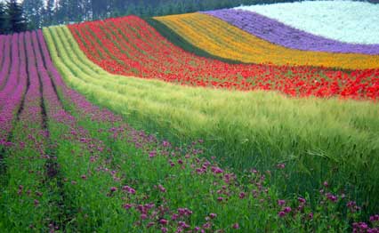 Field of multi-colored flower rows